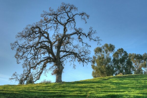 Landschaft mit majestätischem Baum