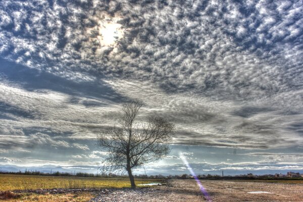 Einsamer Baum ohne Blätter im Feld