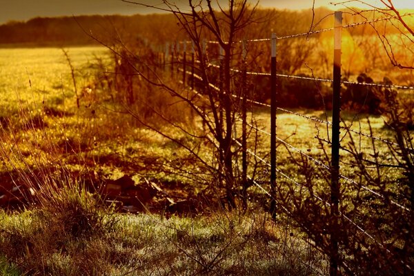 Paesaggio di fioritura autunnale e recinzione