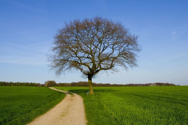 The tree is like a lonely wanderer who is waiting for a fellow traveler