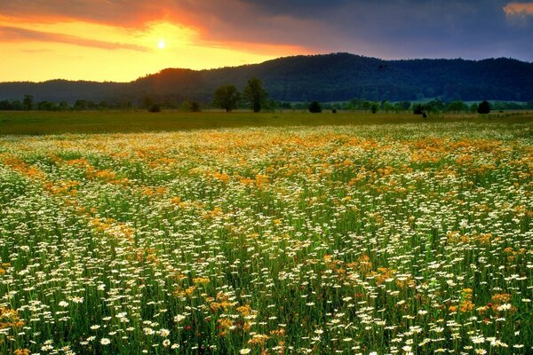 Feld von Gänseblümchen vor dem Hintergrund des Sonnenaufgangs