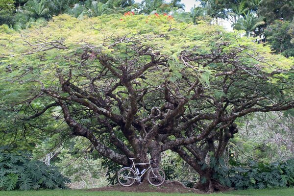 Century-old branching tall trees in the park