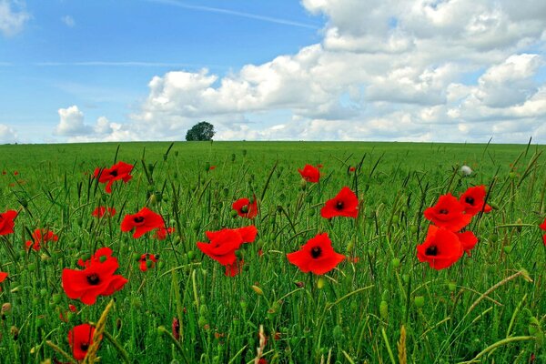 Eine herrlich fotografierte Landschaft mit einem Blumenfeld