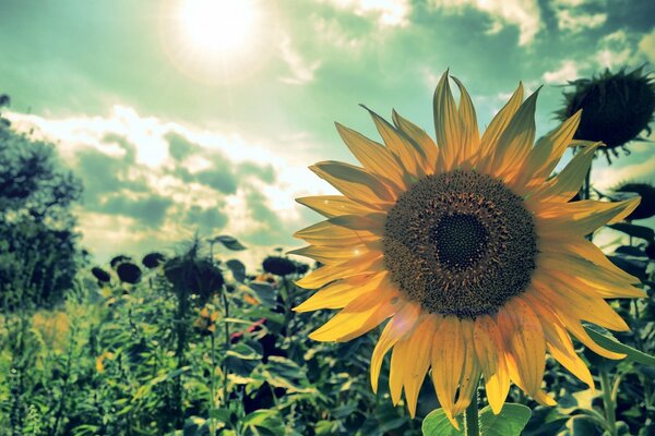 Paisaje de verano con girasol