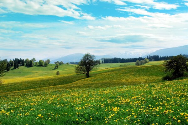 Schöner Sommer nach mit blauem Himmel