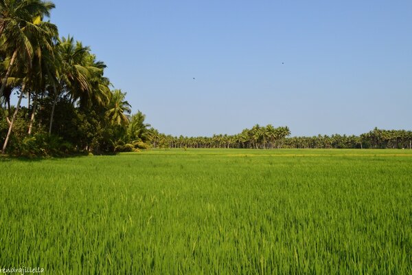 Paisaje de un gran campo de arroz