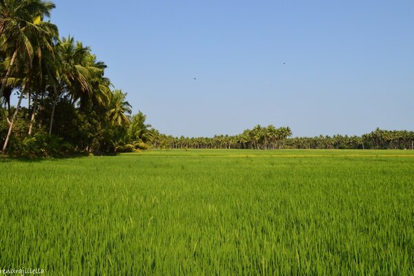 Пейзаж большого рисового поля