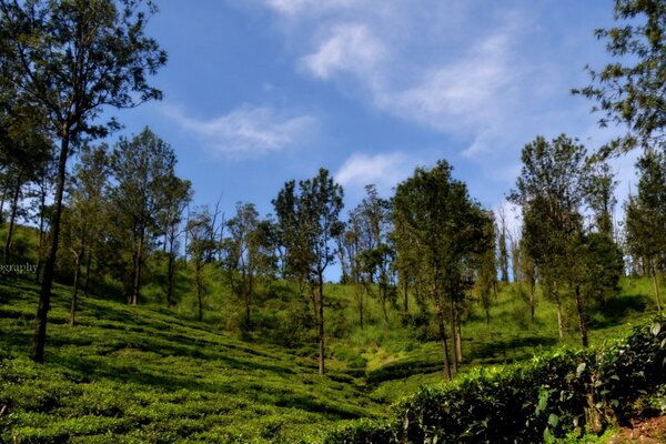 Alberi verdi su uno sfondo di cielo limpido