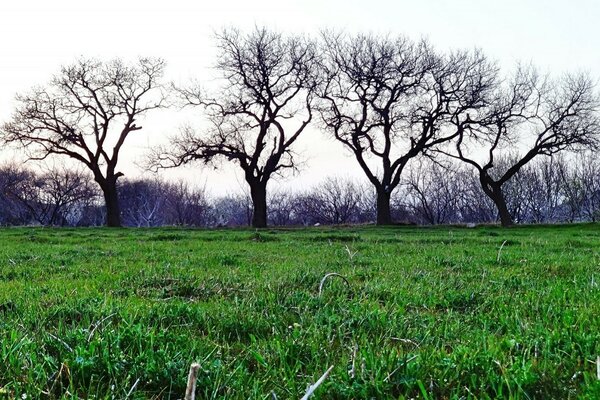 Landscape of trees and grass in a blue sky