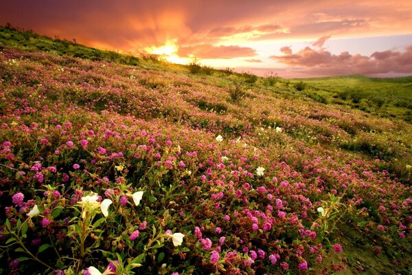 Flower meadow on a pink sky background