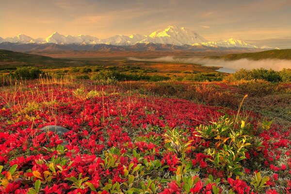 Wiese mit roten Blumen auf dem Hintergrund der Berge bei Sonnenuntergang Strahlen