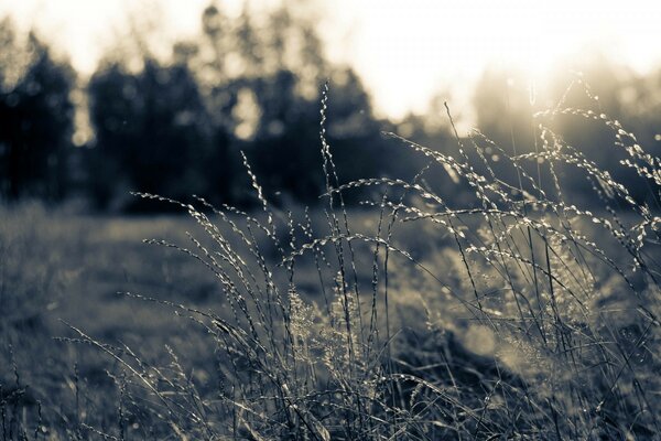 阳光背景上美丽的棕褐色草