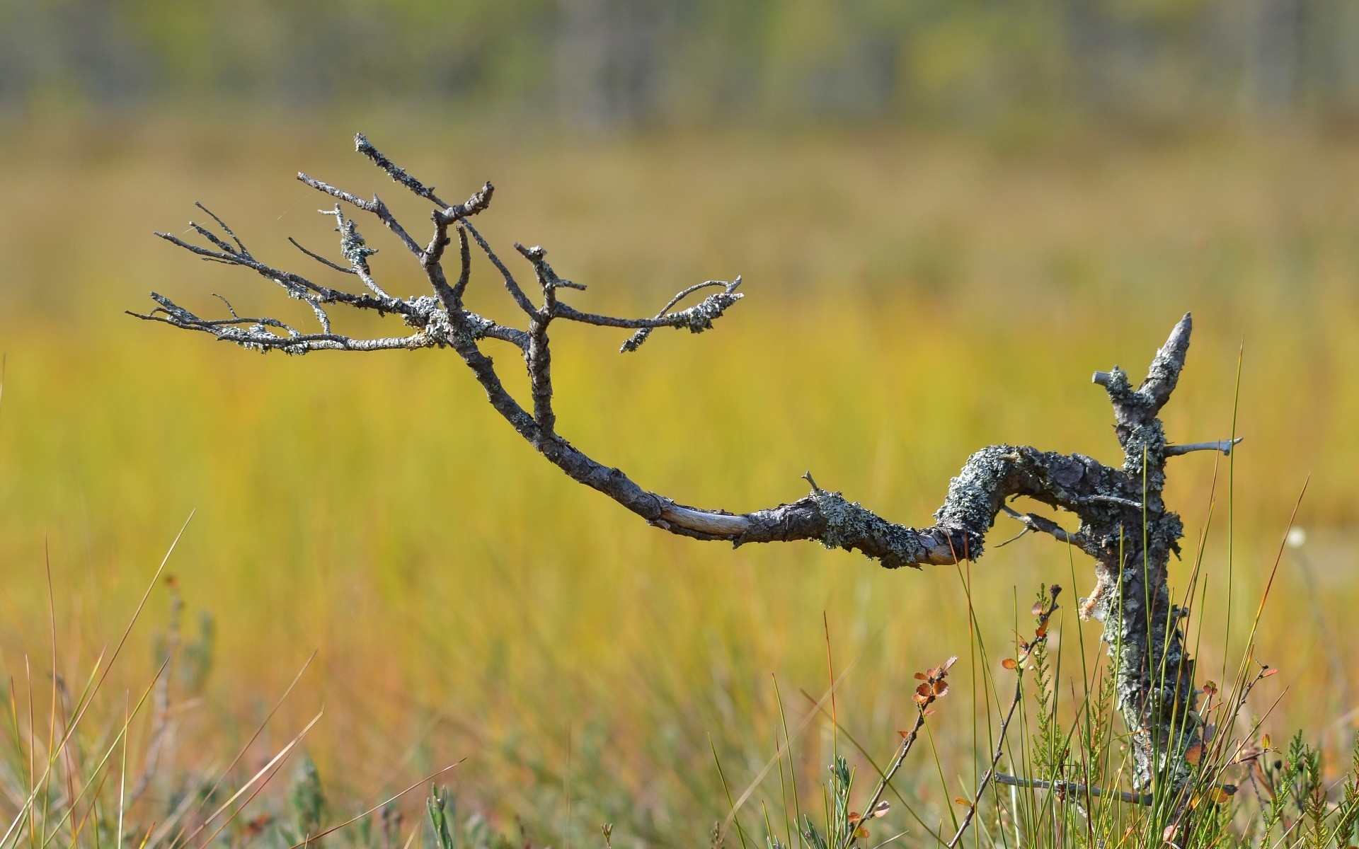 landscapes grass nature outdoors field fall landscape environment growth flora summer