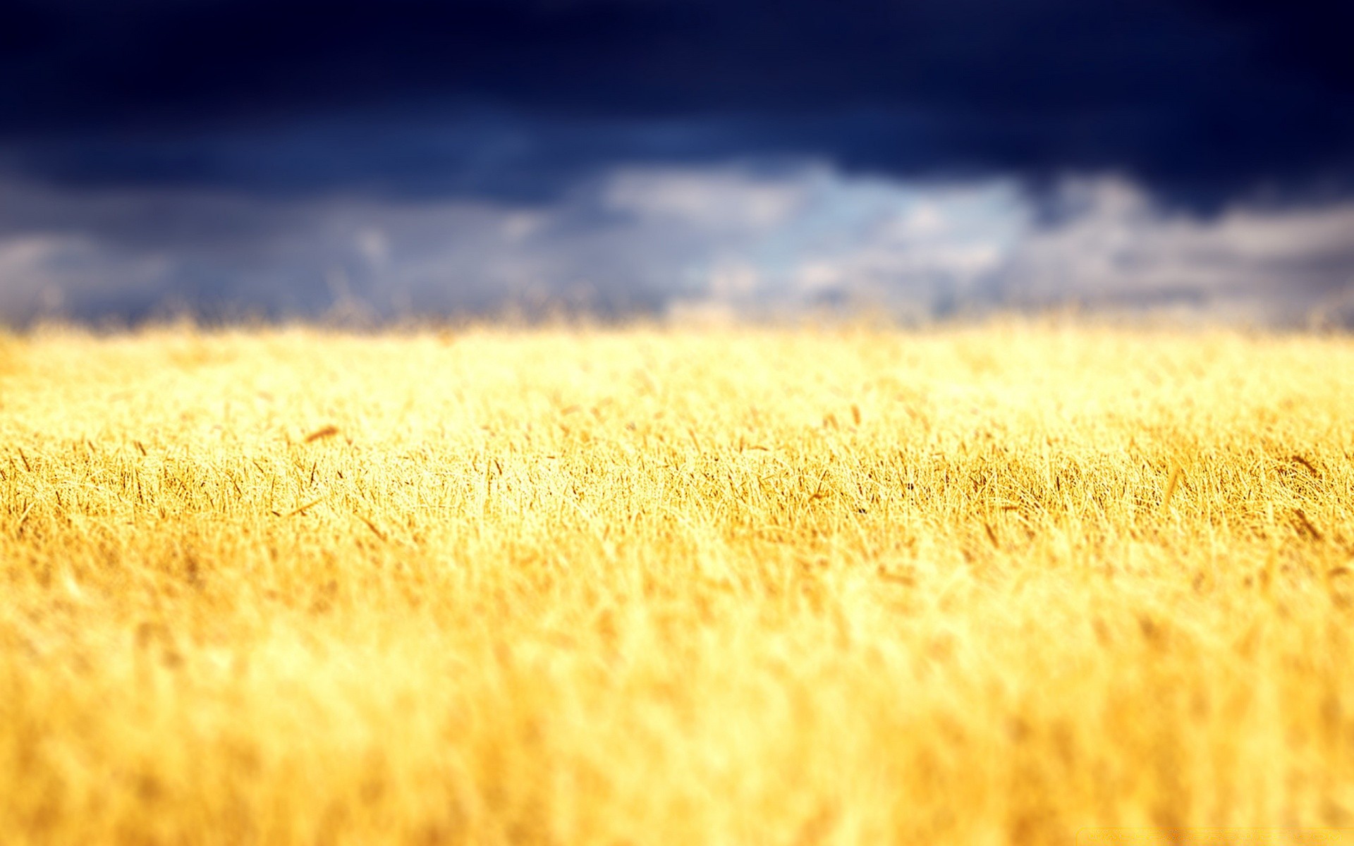 paesaggio campo grano rurale fattoria oro sole fiocchi paese pascolo estate paglia natura tramonto paesaggio mais raccolto erba desktop campagna fieno