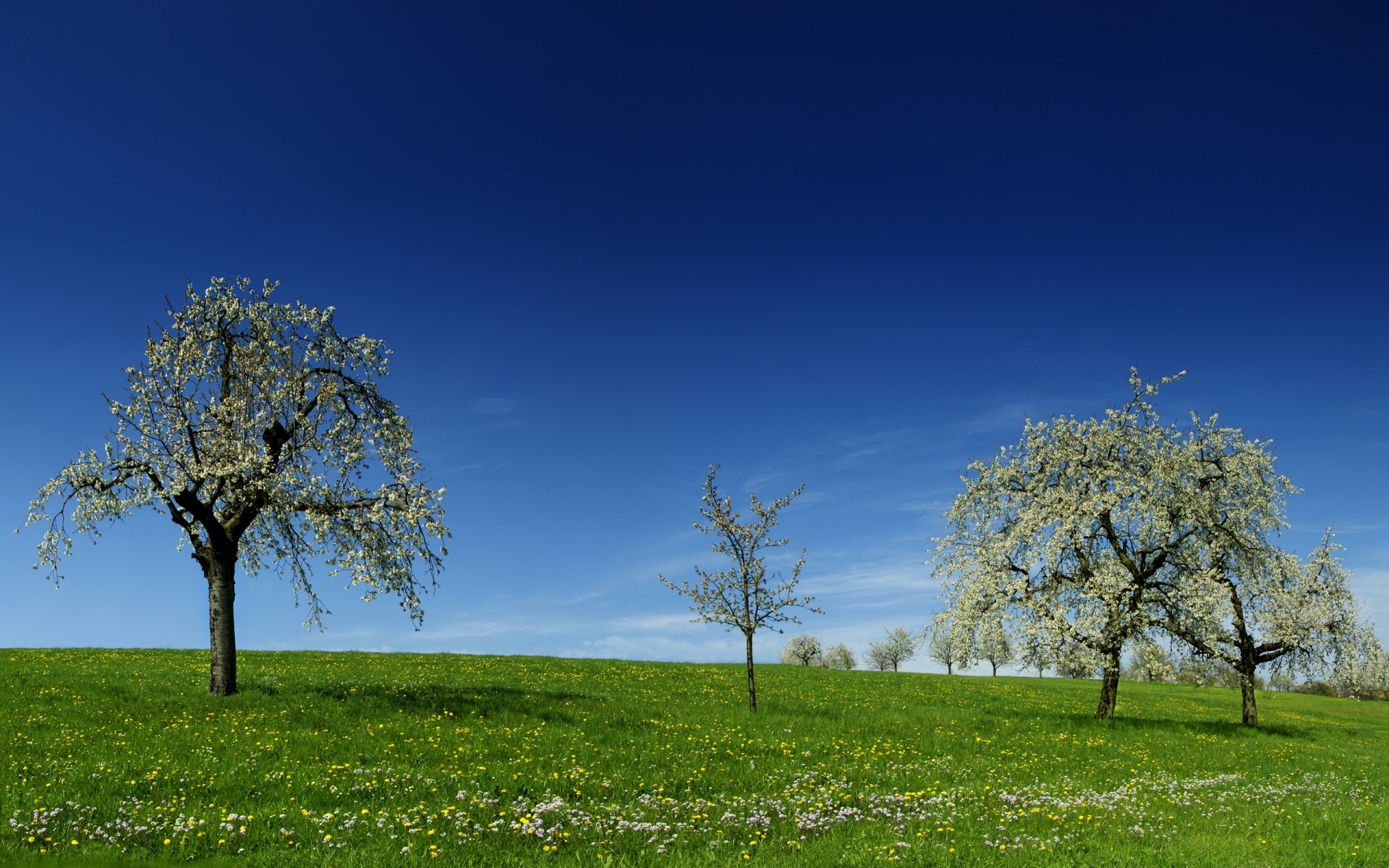 paesaggio albero paesaggio natura erba campagna rurale uno alba foglia sole all aperto bel tempo cielo ramo crescita luminoso idillio campo melo