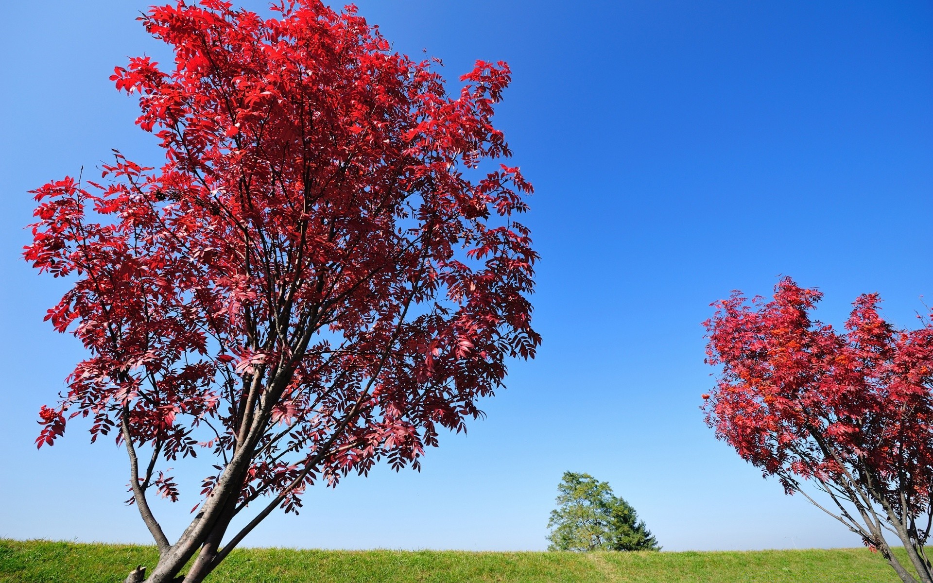 paesaggio albero foglia natura stagione autunno all aperto flora parco luminoso ramo paesaggio fiore erba legno bel tempo campagna colore rurale estate