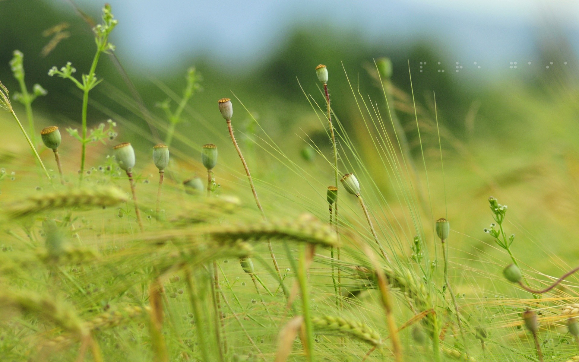 paisaje naturaleza hierba flora verano hoja amanecer crecimiento jardín campo medio ambiente sol buen tiempo al aire libre primer plano flor heno rocío lluvia dof