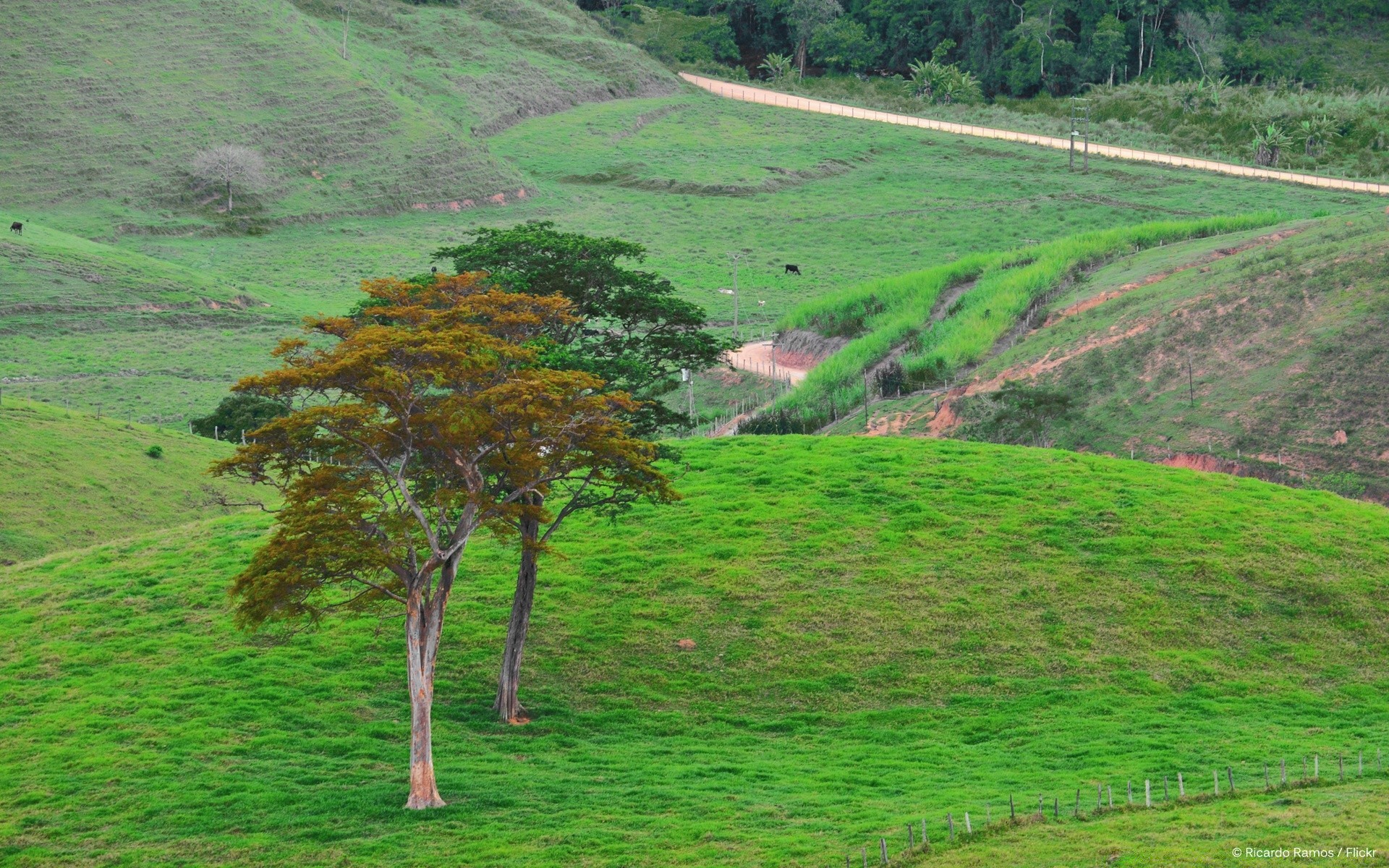 paysage paysage nature terres cultivées bois agriculture campagne rural en plein air été herbe croissance bois colline champ feuille ferme pittoresque pâturage voyage