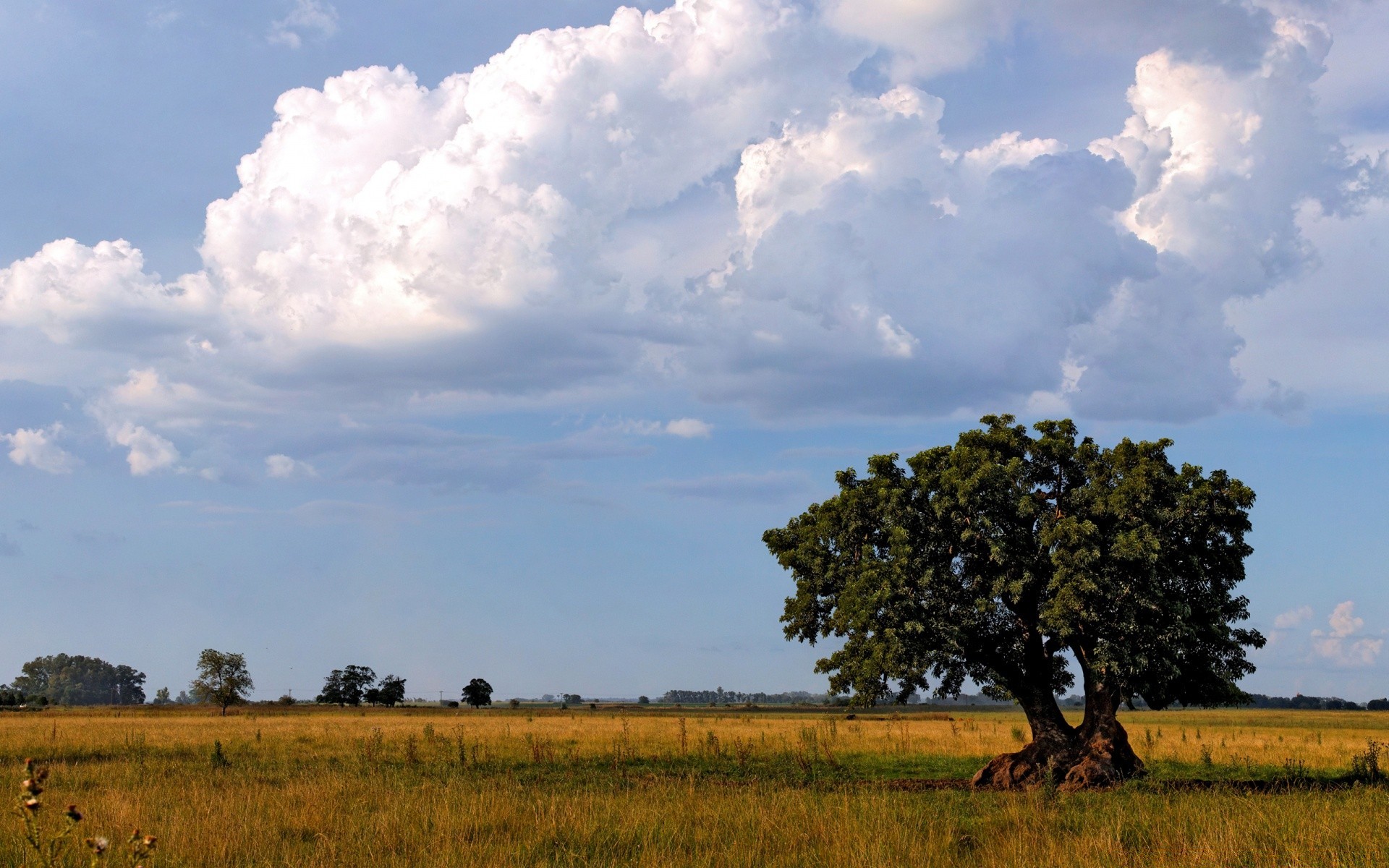 landscapes tree landscape sky outdoors grass grassland agriculture nature cropland field hayfield daylight countryside