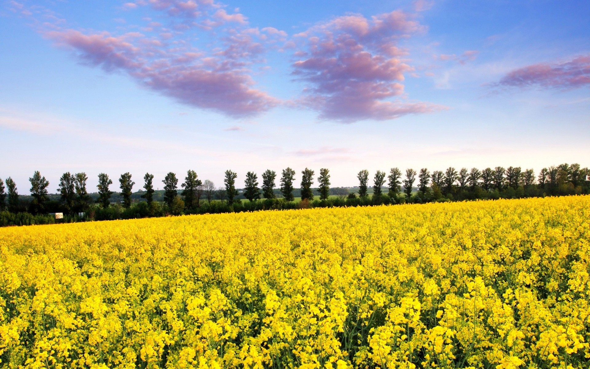 paisagens agricultura paisagem campo natureza rural flor céu campo ao ar livre fazenda colheita óleo ambiente flora verão país crescimento feno cênica