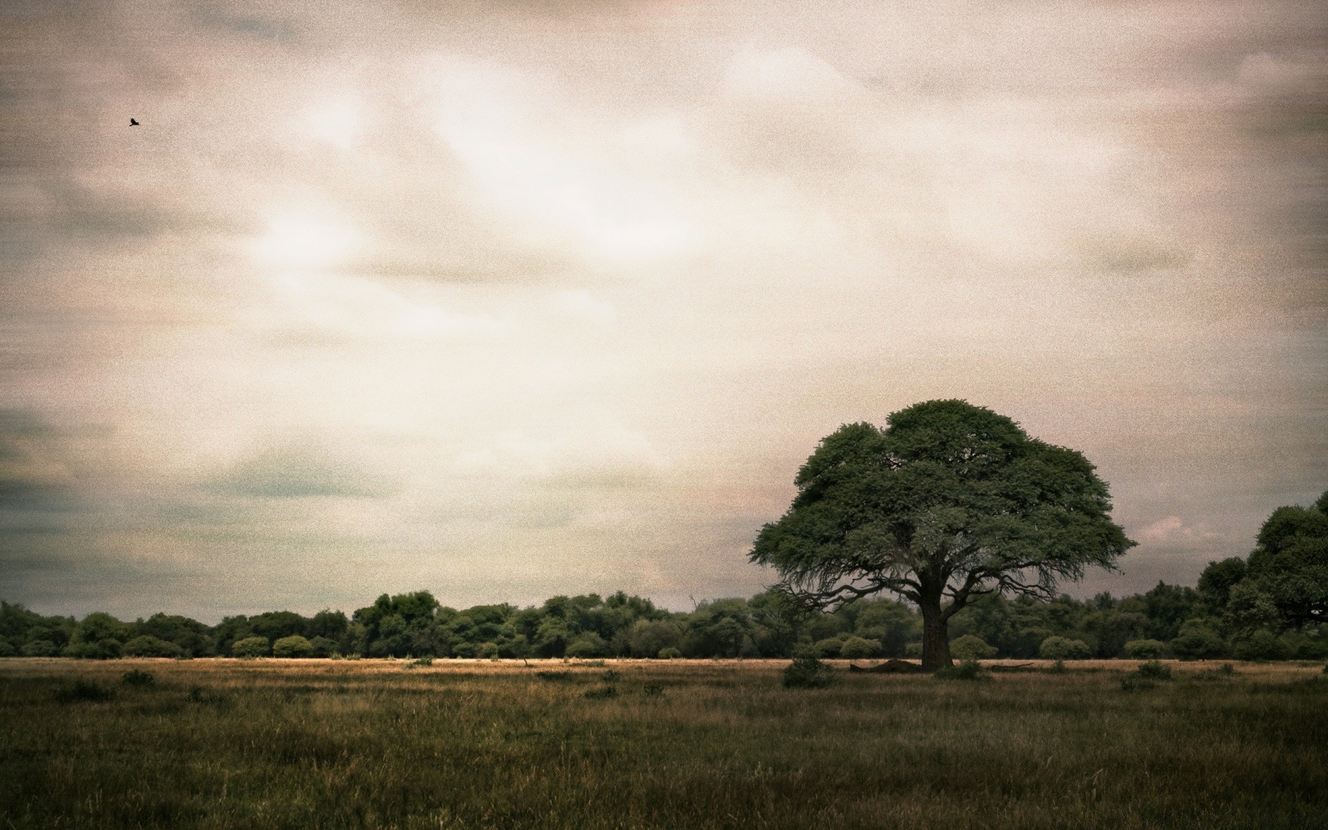 paysage paysage arbre coucher de soleil ciel nature aube à l extérieur tempête terres cultivées soleil herbe pluie