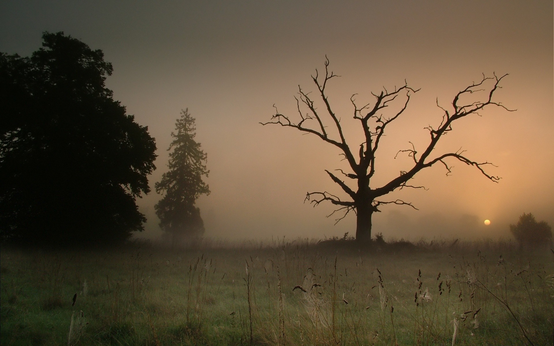 paysage arbre paysage aube coucher de soleil brouillard nature rétro-éclairé brouillard ciel à l extérieur silhouette bois soirée automne tempête crépuscule météo