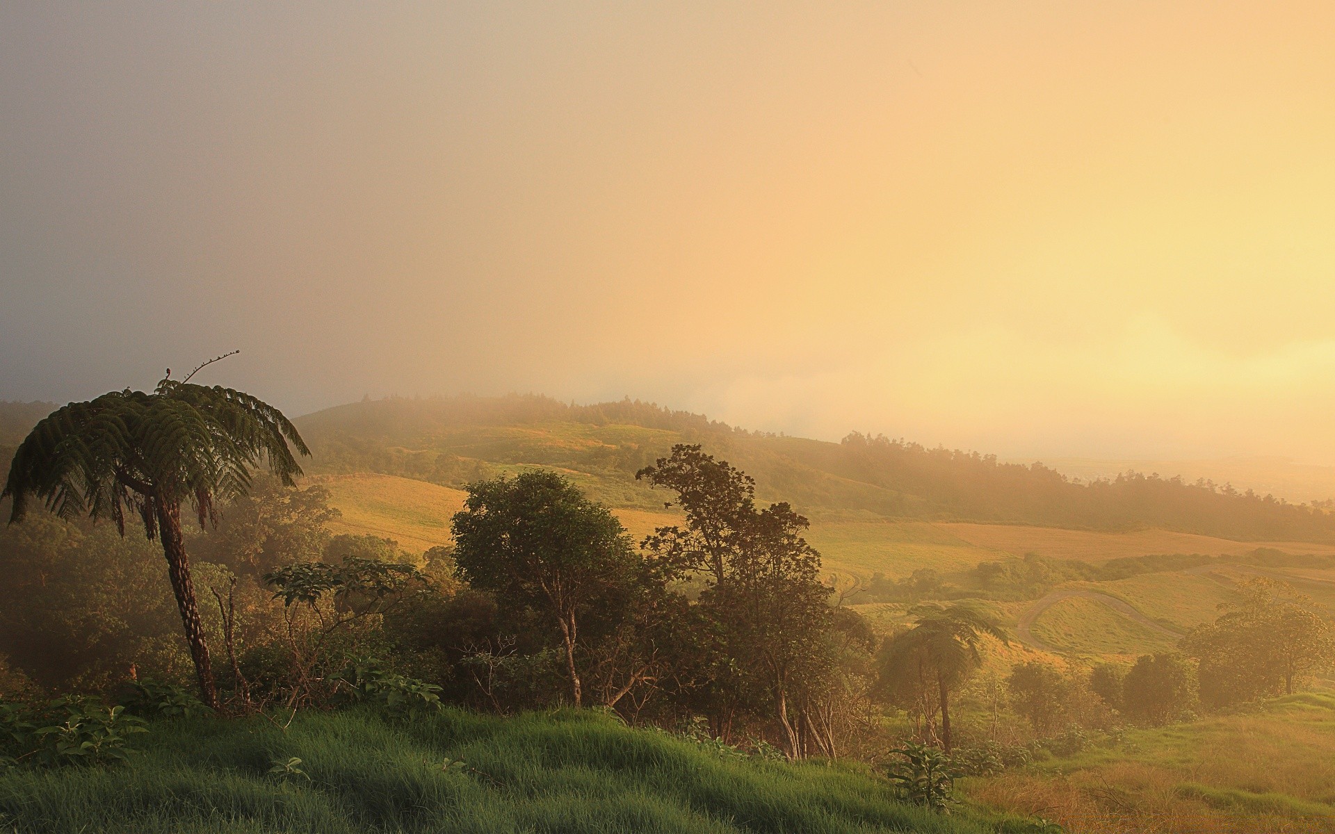 paysage brouillard coucher de soleil aube paysage arbre brouillard nature ciel voyage soleil à l extérieur soir crépuscule rétro-éclairé lumière herbe montagne