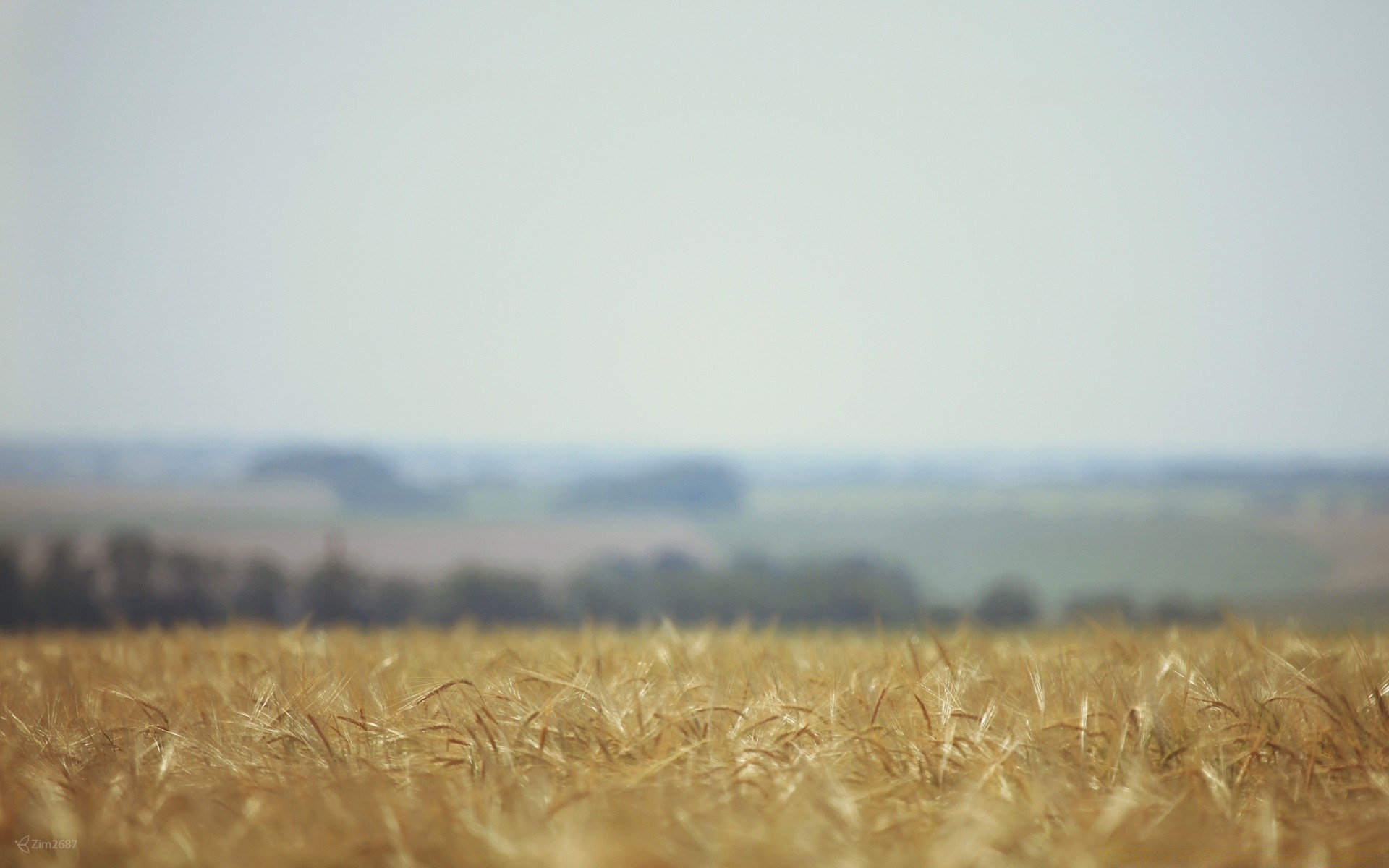 landscapes field wheat landscape cereal gold sunset fall sun farm nature straw rural sky corn countryside pasture grass crop dawn light