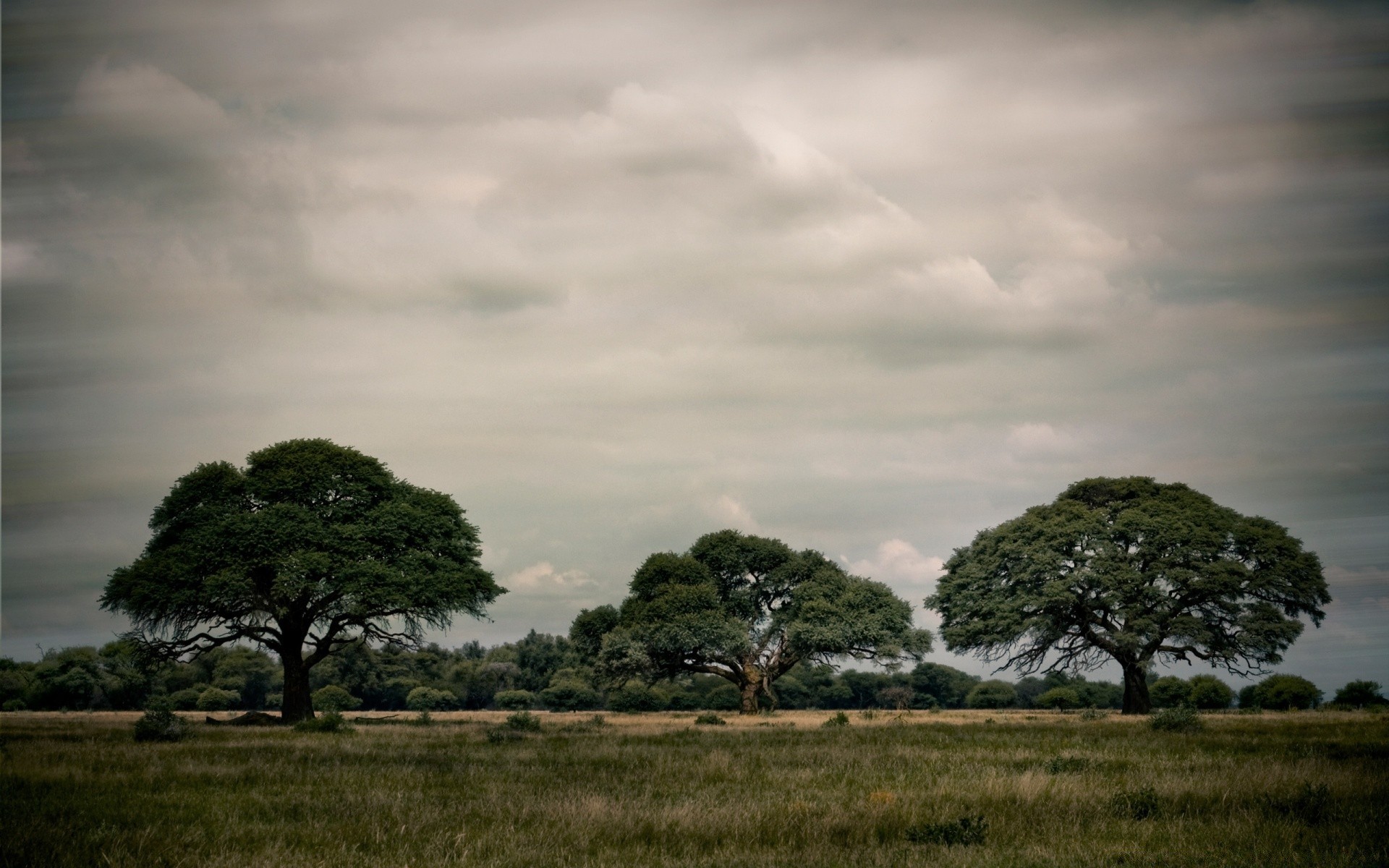 landscapes tree landscape nature sky outdoors grass sunset grassland dawn storm travel