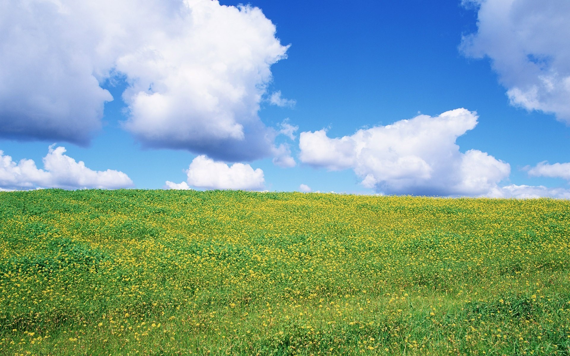 paesaggio paesaggio natura rurale erba campo estate fieno campagna all aperto cielo agricoltura crescita bel tempo idillio pascolo sole luminoso pascolo ambiente