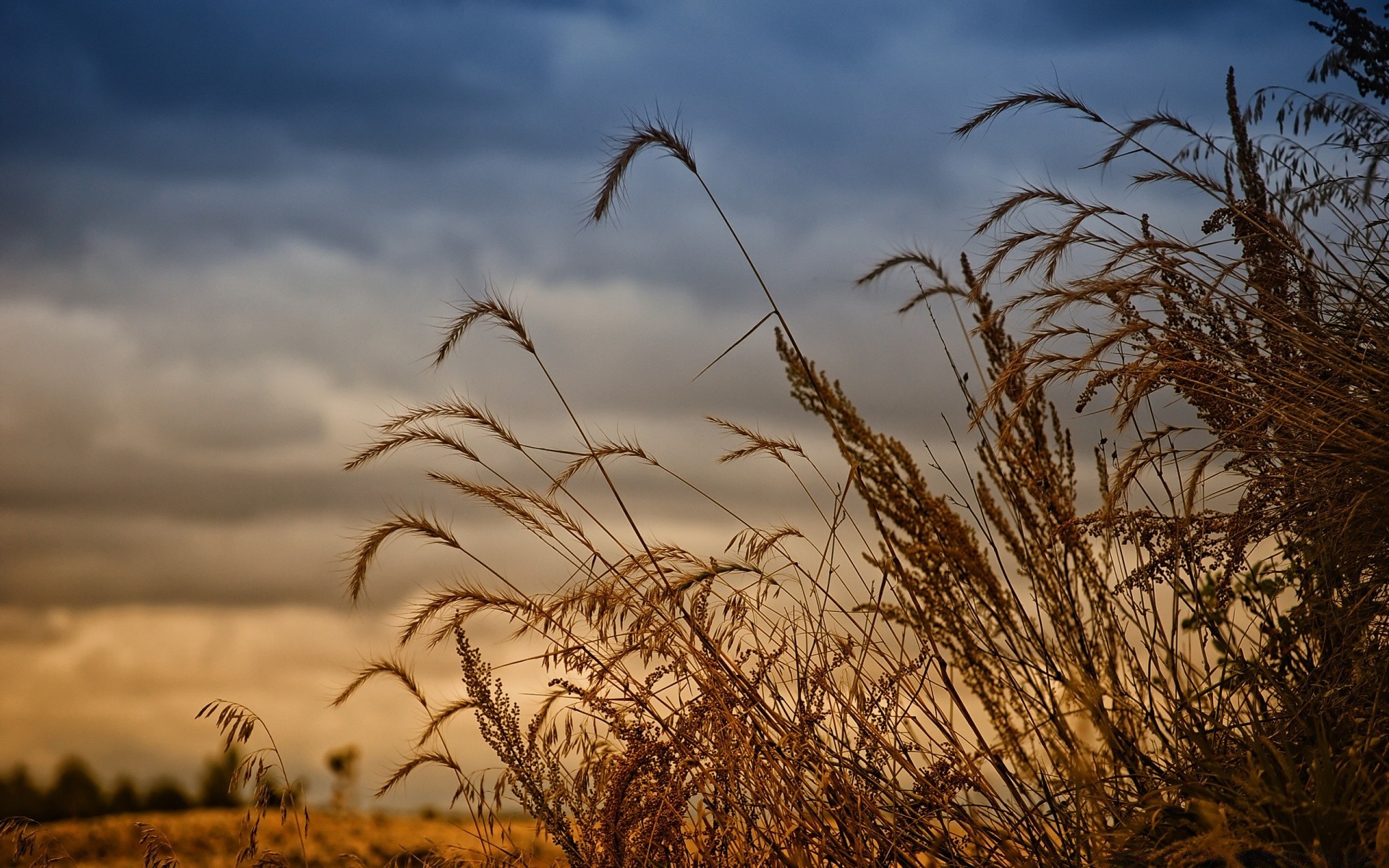 paesaggio cereali campo grano sole tramonto cielo rurale oro paesaggio mais paglia natura alba fattoria raccolto erba pascolo bel tempo pane