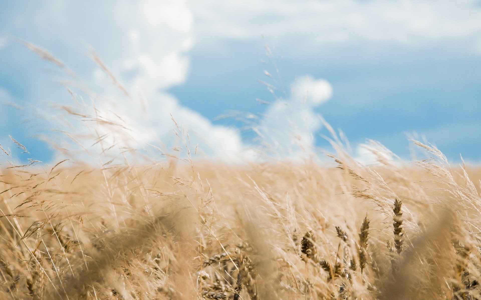 landscapes nature sun fair weather summer sky outdoors landscape dune rural grass wheat wind countryside travel sunset fall field dawn