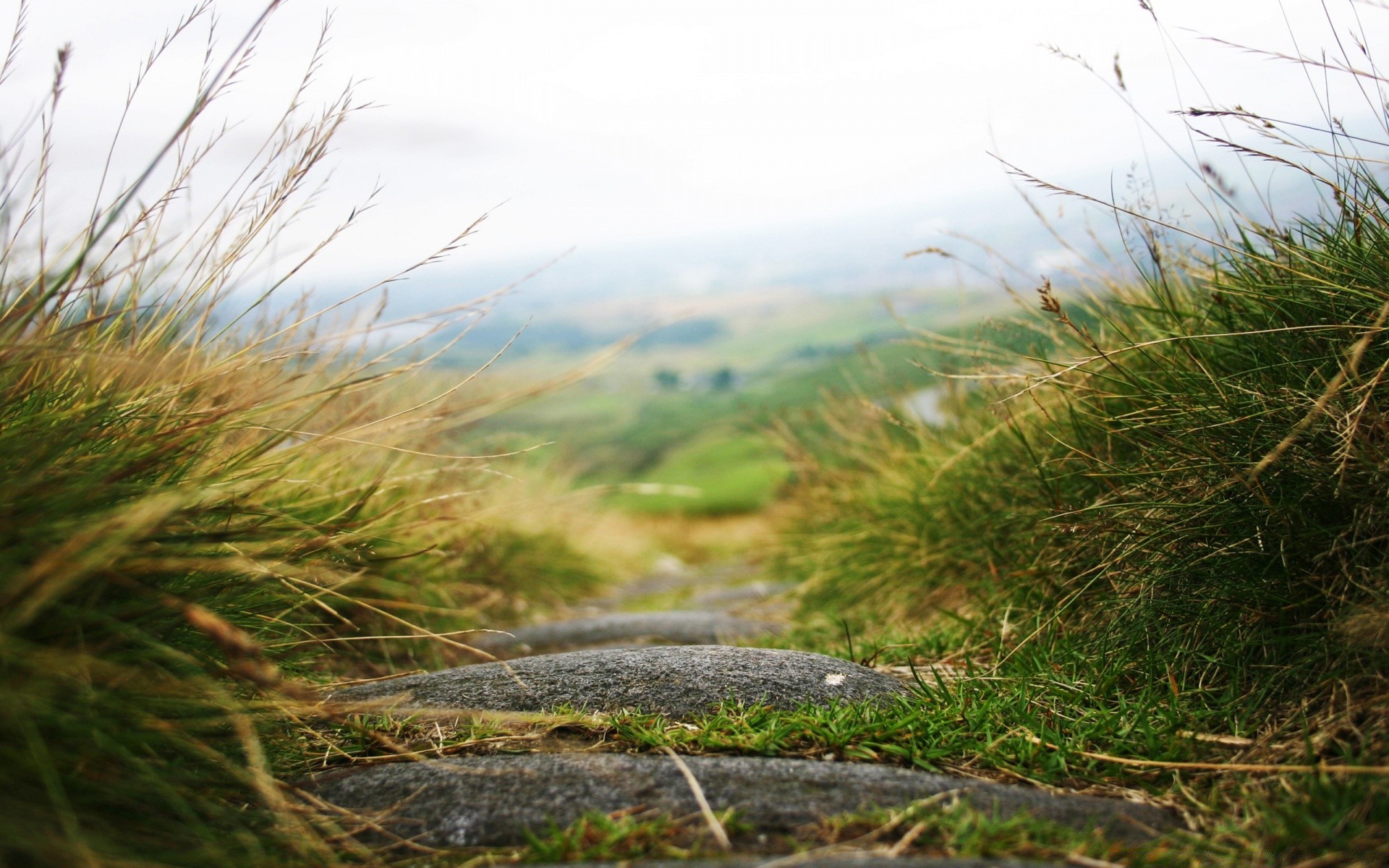 landscapes nature grass landscape field flora sky water beautiful summer outdoors color sight environment park scene cloud season dawn hayfield desktop