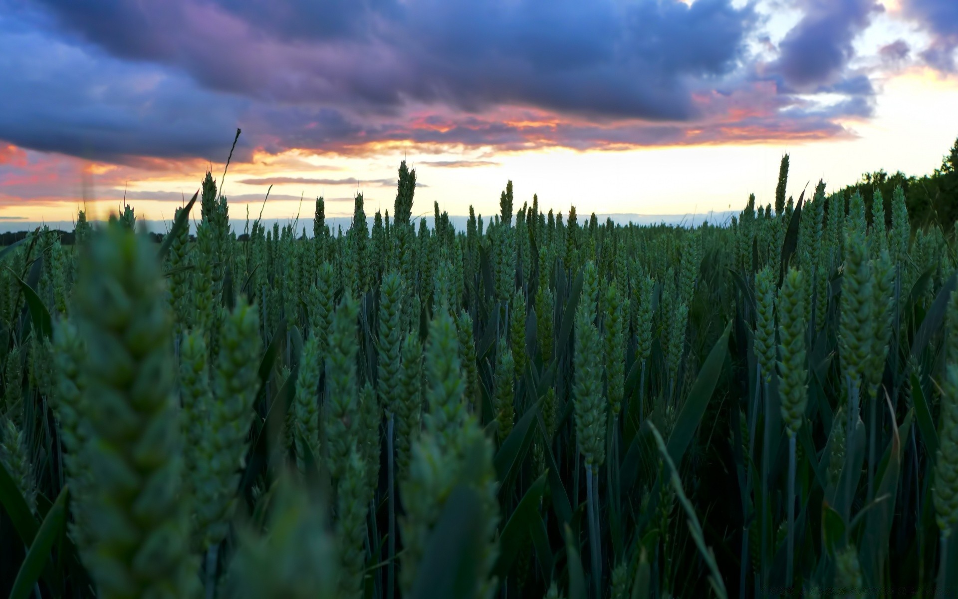 paysage agriculture ferme céréales nature rural champ pâturage paysage maïs récolte croissance à l extérieur été blé campagne soleil aube flore beau temps