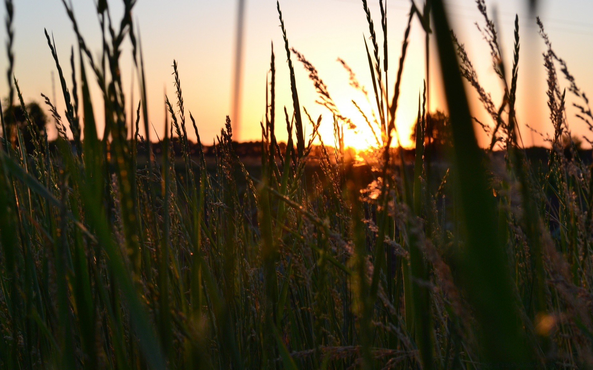 landschaft dämmerung sonnenuntergang gras natur im freien wachstum feld sonne landschaft abend gutes wetter himmel wasser licht ländlichen dämmerung reed