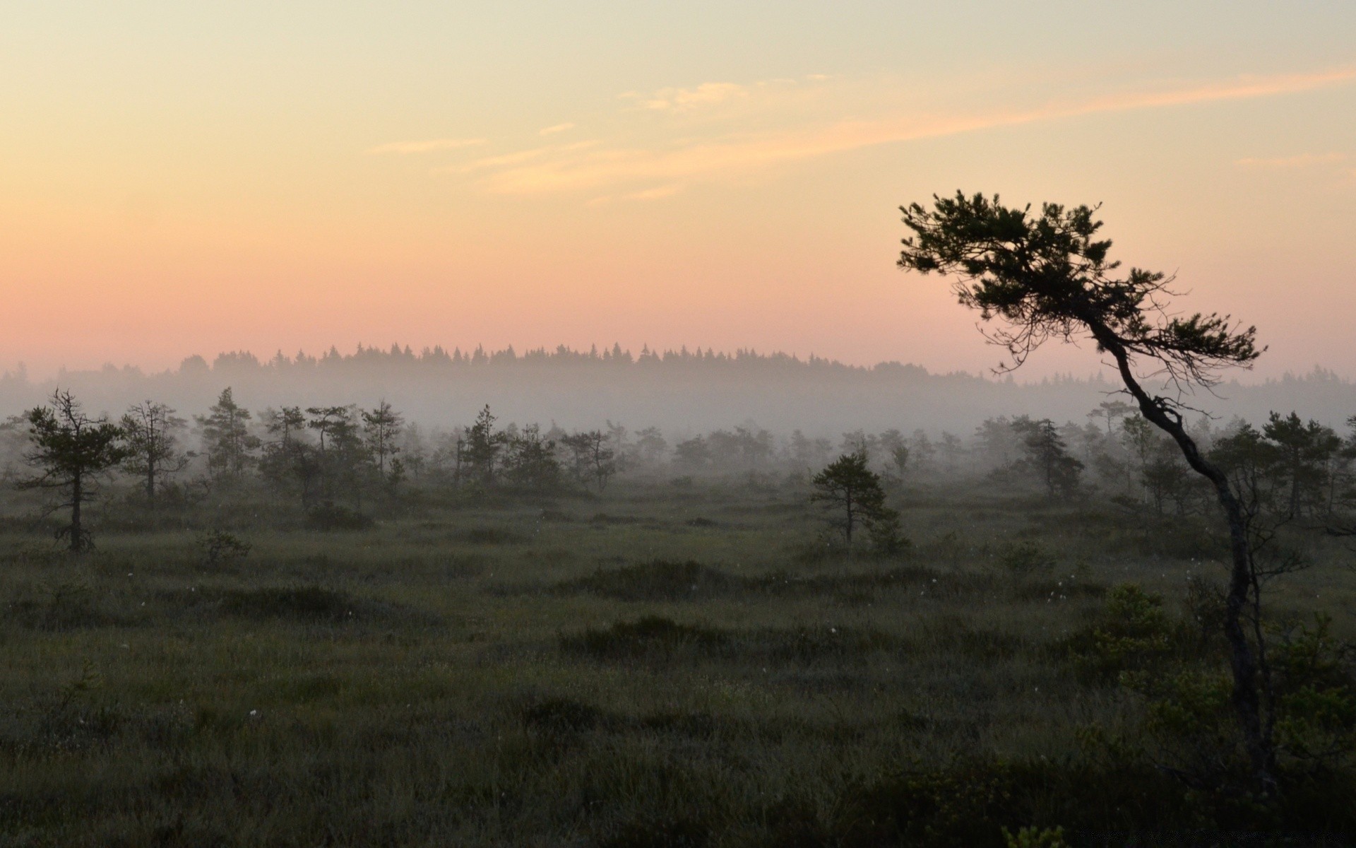 paysage paysage arbre aube brouillard coucher de soleil nature ciel soir brouillard extérieur lumière automne soleil environnement bois champ scénique herbe beau temps