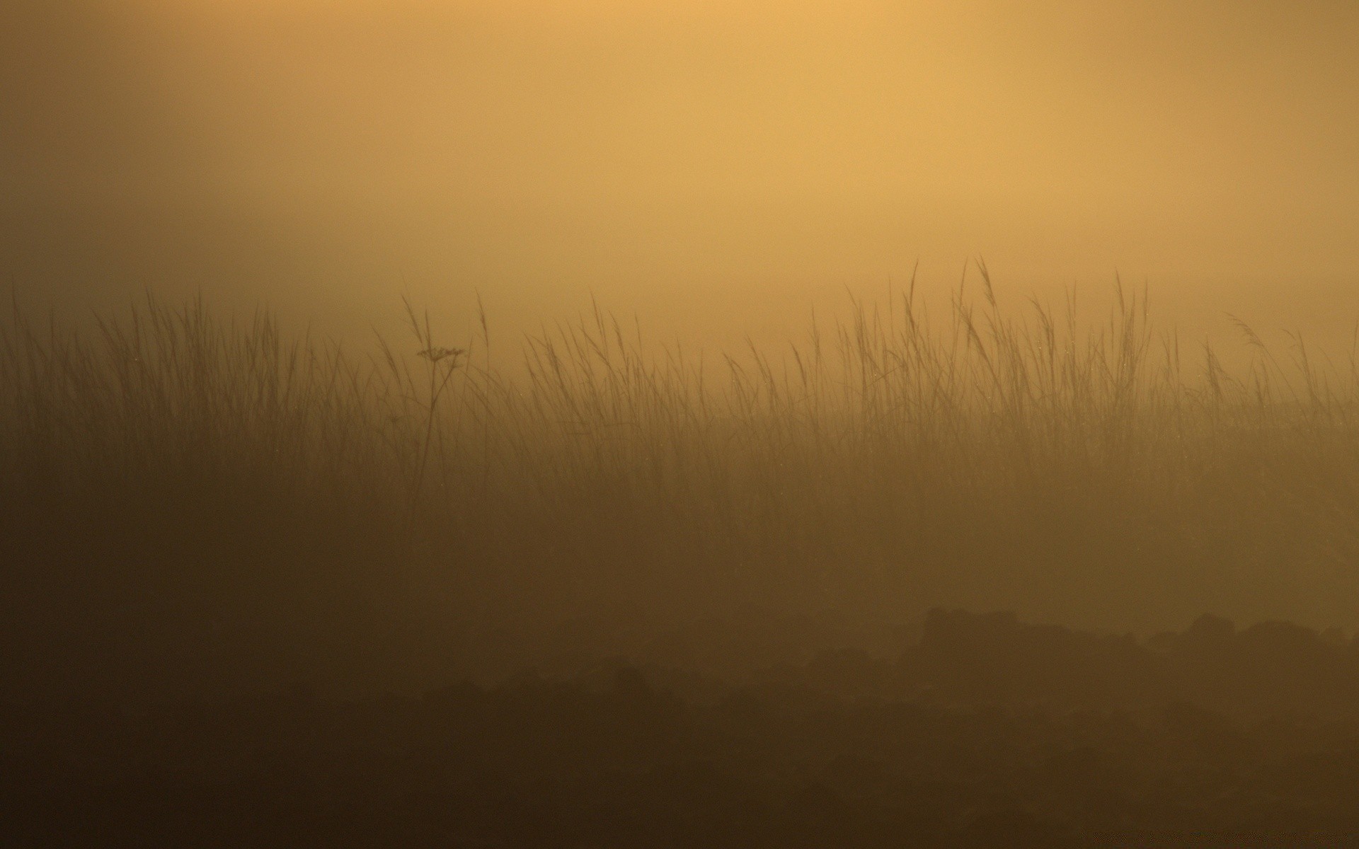 landscapes sunset dawn landscape backlit silhouette fog evening sun sky light mist lake dusk field nature farm weather grassland