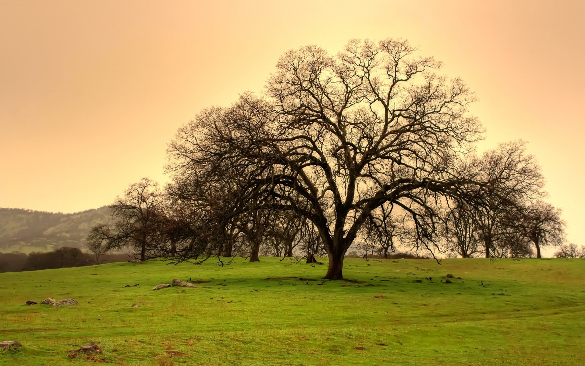 landscapes landscape tree nature grass countryside rural dawn fall wood field season scenic oak scene