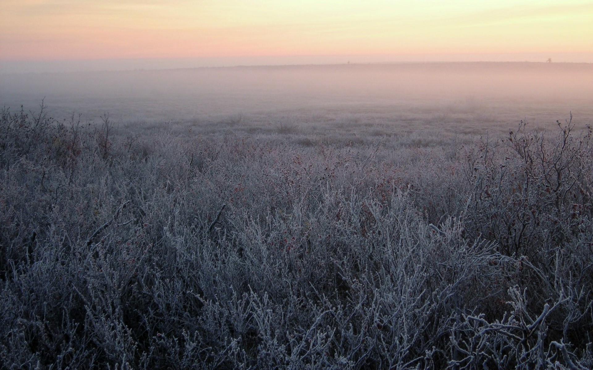 landscapes landscape nature weather tree desktop season dawn winter outdoors frost sky environment field fog light fair weather cold scenic fall