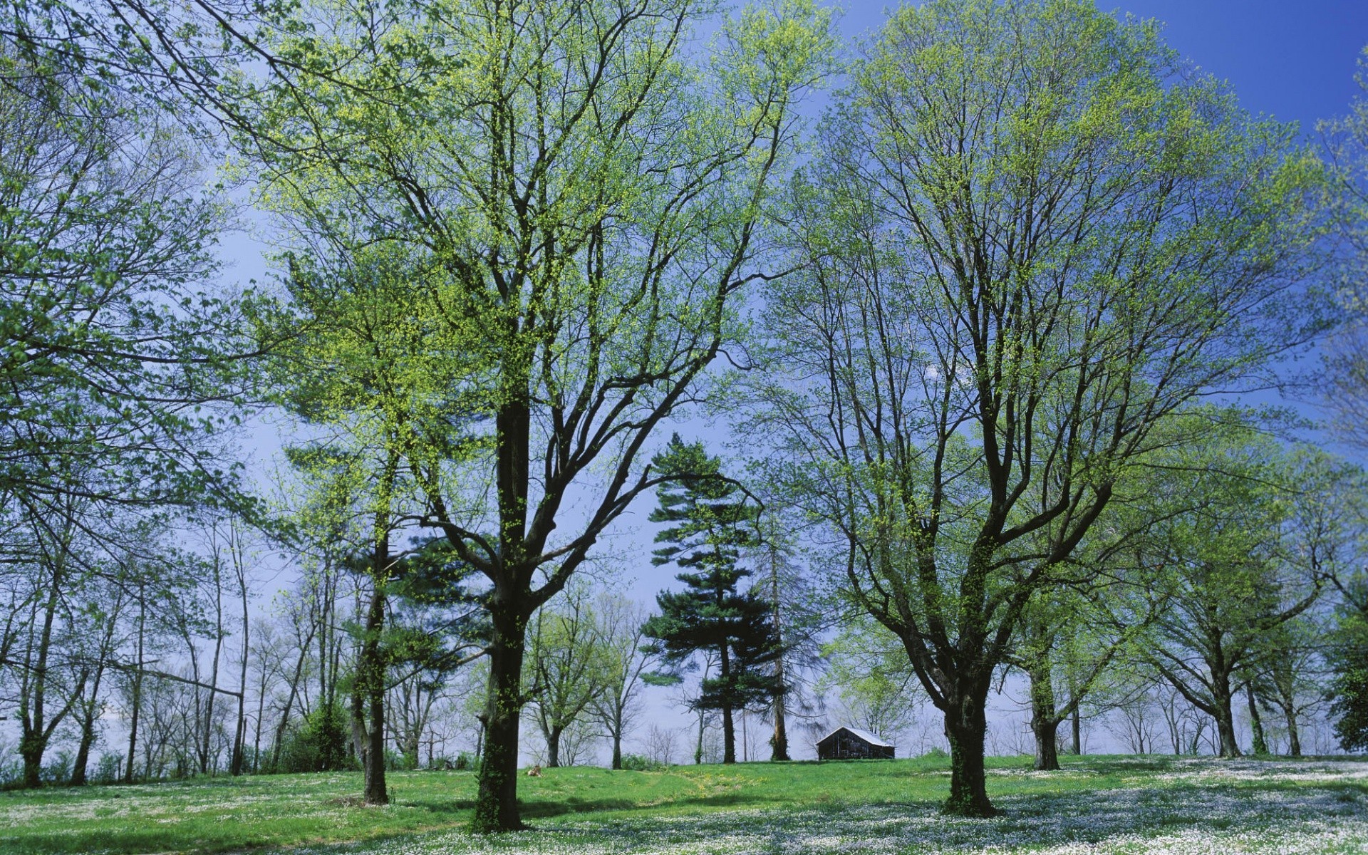 landscapes tree landscape nature wood season park environment branch grass leaf fair weather oak rural outdoors flora scene sun fall idyllic scenery