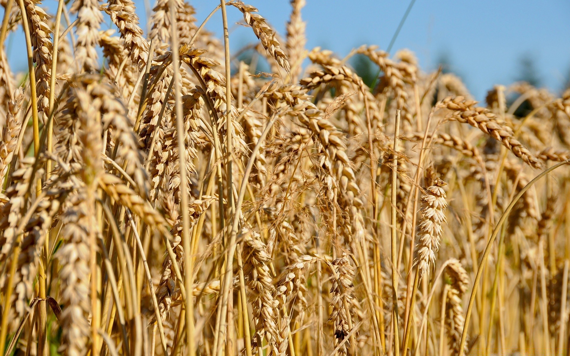 landscapes cereal wheat bread straw pasture rye corn crop barley rural seed gold spike farm agriculture flour dry field meat farmland