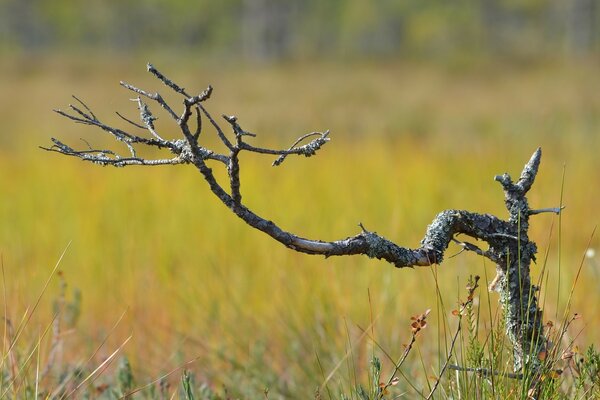 Arbre herbe bois mort verdure nature