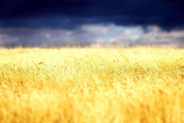 Grano giallo sul campo