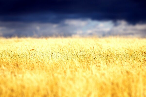 Колосится жёлтая пшеница на поле