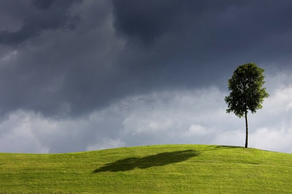 Ein schönes Feld mit einem Baum. Der Himmel vor dem Gewitter