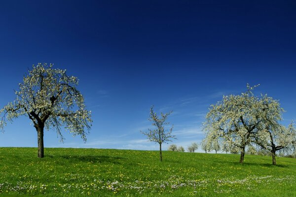 Blühende Bäume auf einem hellen blauen Himmelshintergrund