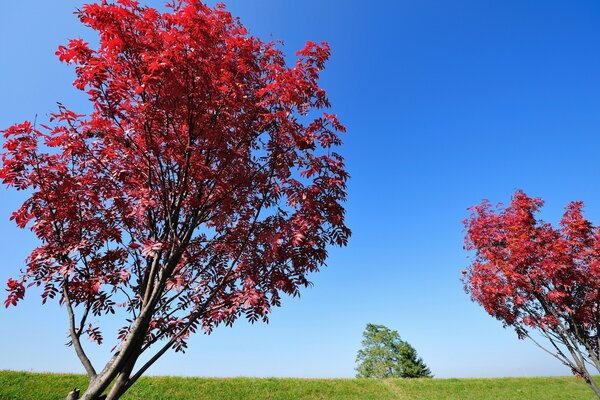 Baum mit rotem Laub. Schöner wolkenloser Himmel