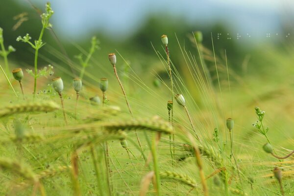 Campo con amapolas, trigo y hierbas