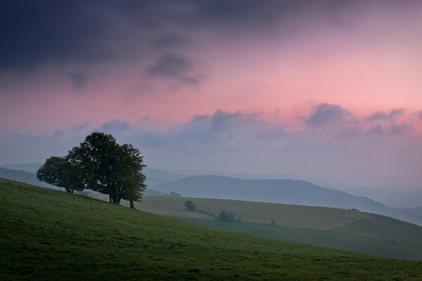 Lonely trees against a pink-purple sky