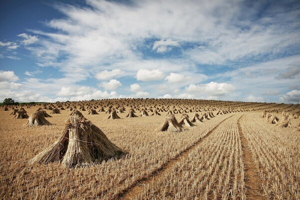 Landscape hayfield and sky